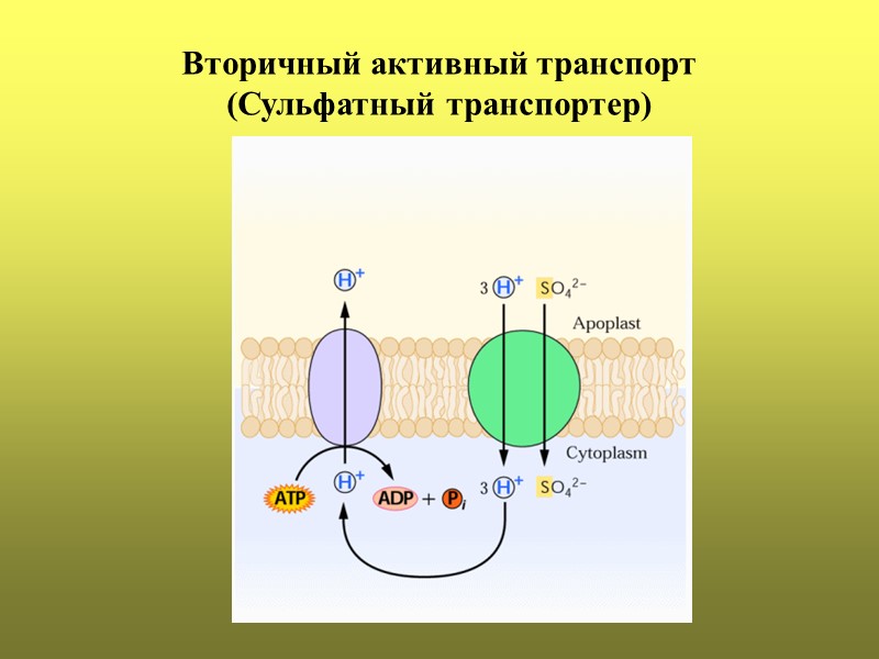 Вторичный активный транспорт (Сульфатный транспортер)